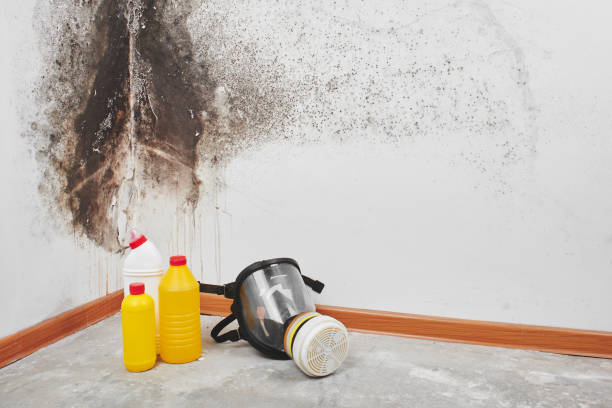 Best Residential Mold Removal  in Estes Park, CO