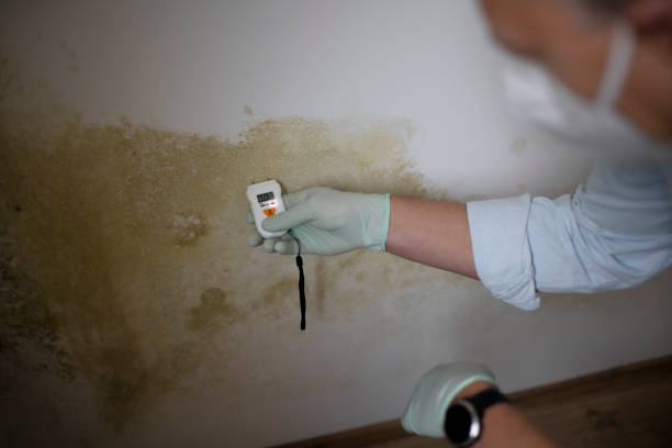Best Certified Mold Removal  in Estes Park, CO