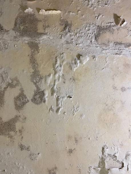 Best Same-Day Mold Removal  in Estes Park, CO