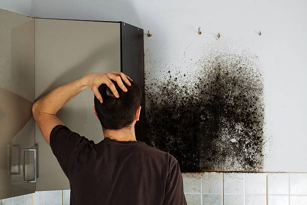 Best Home Mold Removal  in Estes Park, CO