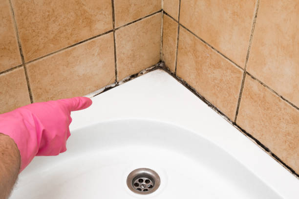 Best Professional Mold Removal  in Estes Park, CO